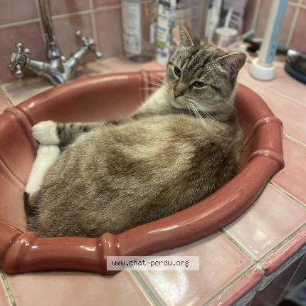 Photo 1/1 Popeye Chat lost in Bains sur oust