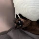 Picture of cat lost at Beuvrages