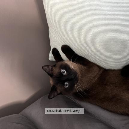 Photo 1/1 Mimine Chat lost in Beuvrages