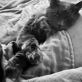 Picture of cat lost at Chevetogne