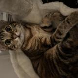 Picture of cat lost at Houilles