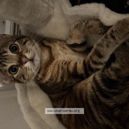 Photo 1/1 Garfielda Chat lost in Houilles