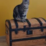 Picture of cat lost at Le Bec Thomas