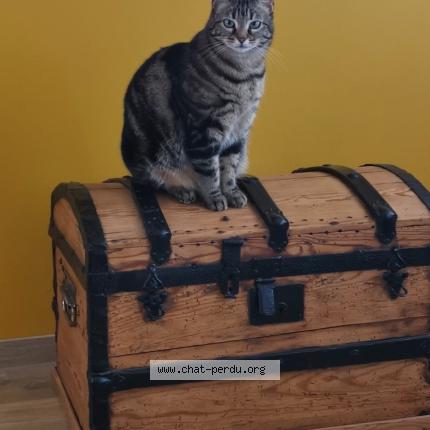 Photo 1/1 Penelope Chat lost in Le bec thomas