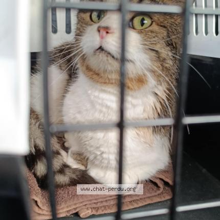 Photo 1/1 Found cat Found in Camiers