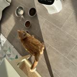 Picture of cat lost at Yzeure