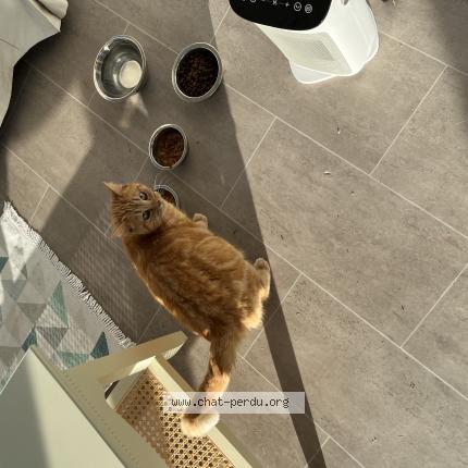 Photo 1/1 Moon Chat lost in Yzeure