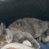 Picture of cat lost at Villeneuve D Ascq