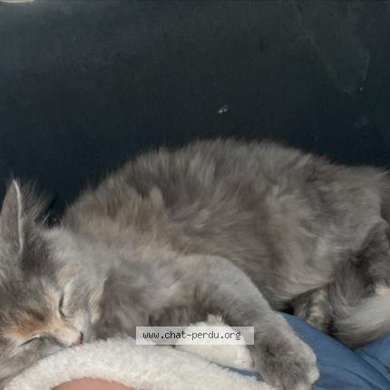 Photo 1/1 Céra Chat lost in Villeneuve d ascq