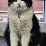 Picture of cat lost at Seloncourt