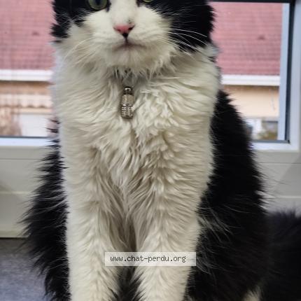 Photo 1/1 V&eacute;nom Chat lost in Seloncourt