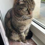 Picture of cat lost at Anderlecht