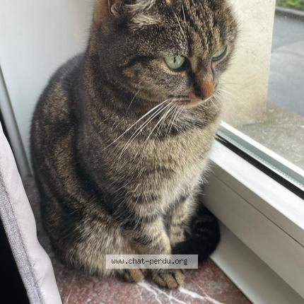 Photo 1/1 Marceline Chat lost in Anderlecht