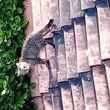 Picture of cat found at Tournefeuille