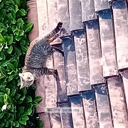 Photo 1/1 Found cat Found in Tournefeuille