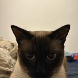 Picture of cat lost at Julos