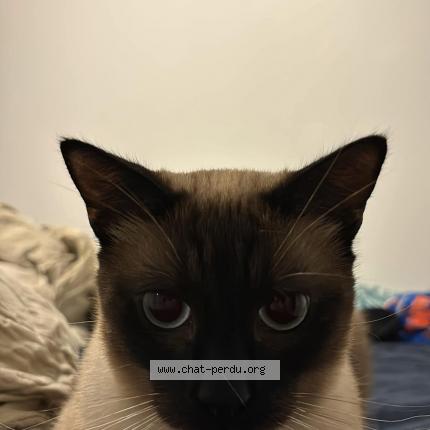 Photo 1/1 YAHIKO Chat lost in Julos