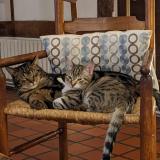 Picture of cat lost at Caumont