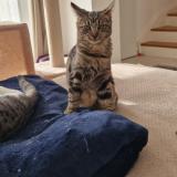 Picture of cat lost at Breuillet