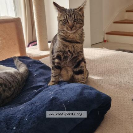 Photo 1/1 Titoune Chat lost in Breuillet