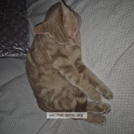 Photo 1/2 Milo Chat lost in Saint viaud