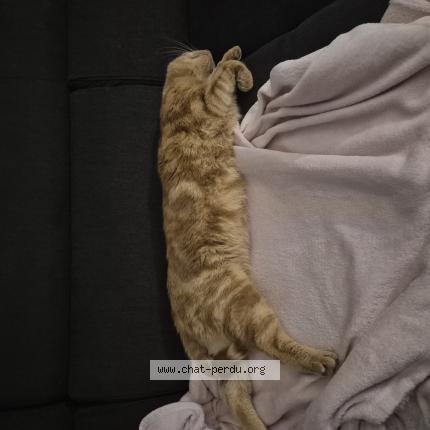 Photo 2/2 Milo Chat lost in Saint viaud