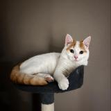 Picture of cat lost at Puy De Serre