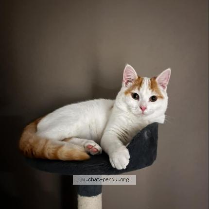 Photo 1/1 Divina Chat lost in Puy de serre