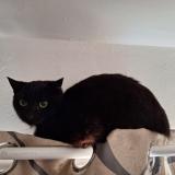 Picture of cat lost at Istres