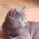 Picture of cat lost at Lille