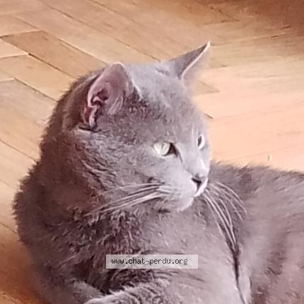 Photo 1/1 Minou Chat lost in Lille