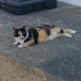 Picture of cat lost at Gradignan
