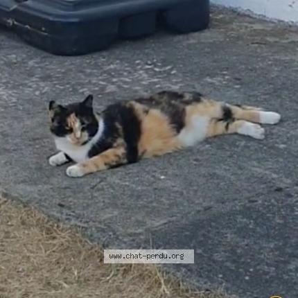 Photo 1/1 DESPEE Chat lost in Gradignan