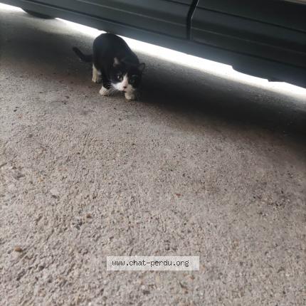 Photo 1/1 Found cat Found in 94500 champigny sur marne