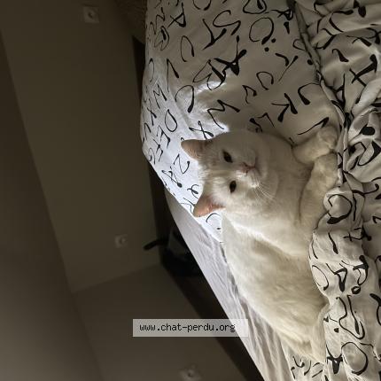 Photo 1/1 Hobi Chat lost in Rouen