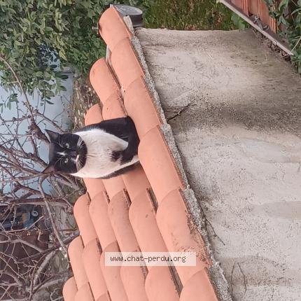 Photo 1/1 Found cat Found in Marseille