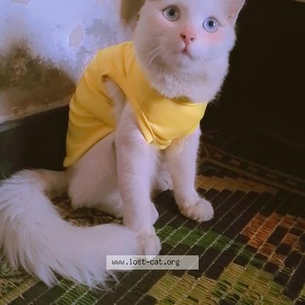 Photo 1/1 Sheru Chat lost in Shahdara lahore