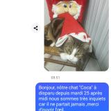 Picture of cat lost at Chey