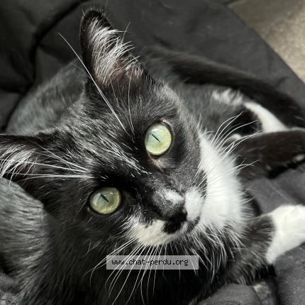 Photo 1/1 Libo Chat lost in Calais