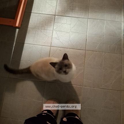 Photo 1/1 Found cat Found in Schaerbeek