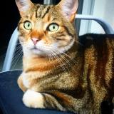 Picture of cat lost at Meyzieu