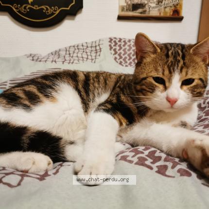 Photo 1/1 Found cat Found in Passy grigny