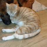 Picture of cat lost at Les Damps