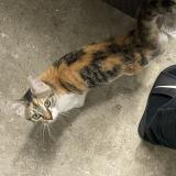 Picture of cat lost at Saint Froult