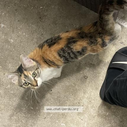 Photo 1/1 Lily Chat lost in Saint froult