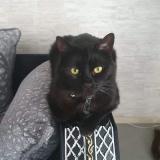 Picture of cat lost at Nantes