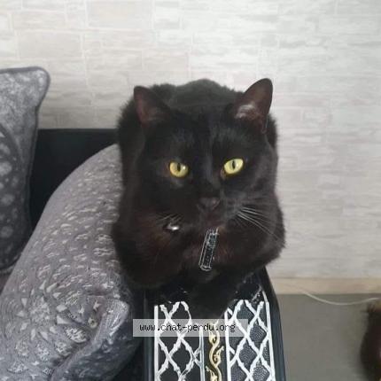 Photo 1/1 Louna Chat lost in Nantes