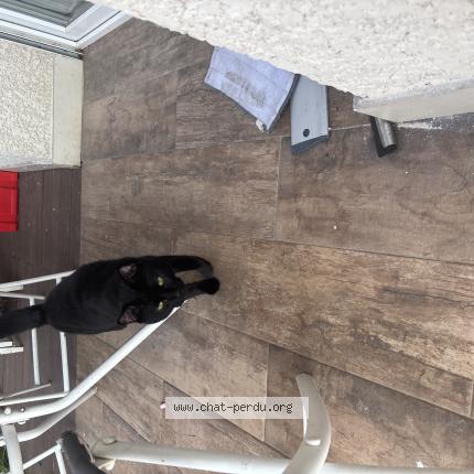 Photo 1/1 Milo Chat lost in La motte servolex 73290