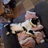 Picture of cat lost at Bruges