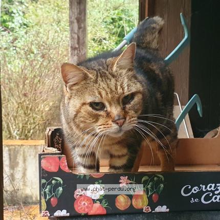 Photo 1/1 Found cat Found in Cerelles